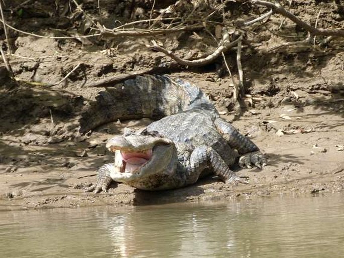 Caiman crocodilus, kajman brýlový