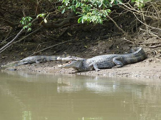 Caiman crocodilus, kajman brýlový