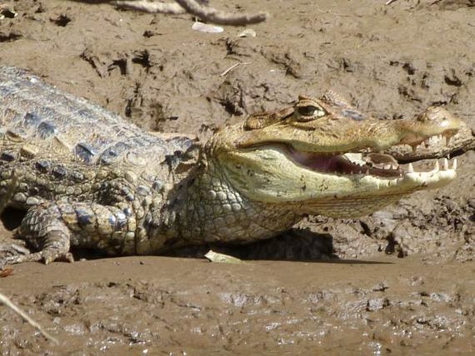 Caiman crocodilus, kajman brýlový