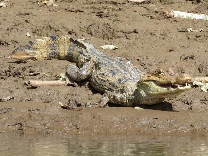 Caiman crocodilus (Linnaeus, 1758); kajman brýlový