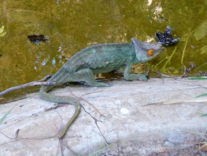 Calumma parsonii (Cuvier, 1825); chameleon Parsonův