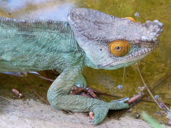 Calumma parsonii, chameleon Parsonův