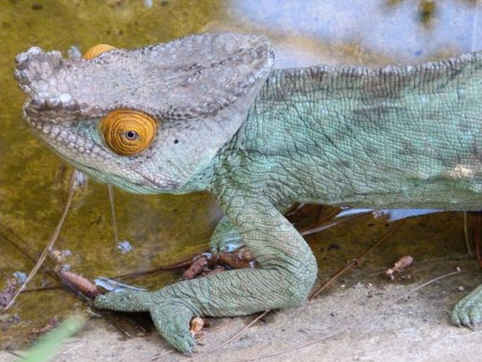 Calumma parsonii, chameleon Parsonův