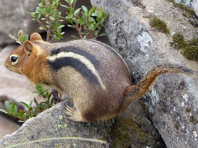 Callospermophilus lateralis