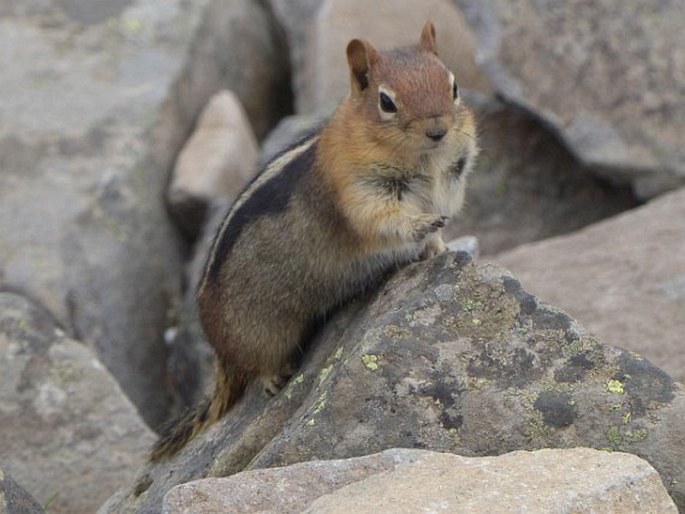 Callospermophilus lateralis