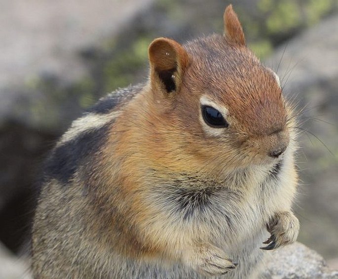 Callospermophilus lateralis