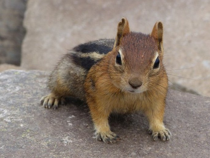 Callospermophilus lateralis