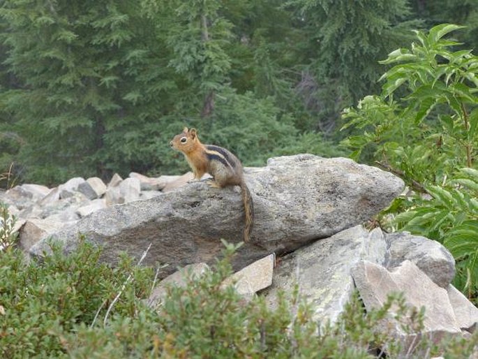 Callospermophilus lateralis