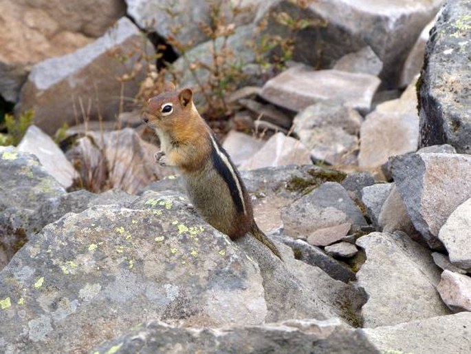 Callospermophilus lateralis