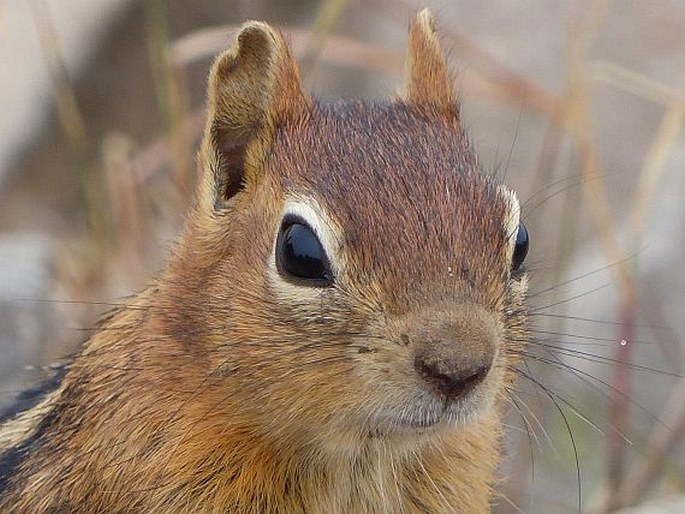 Callospermophilus lateralis