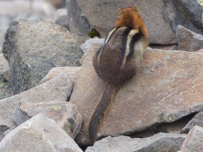 Callospermophilus lateralis