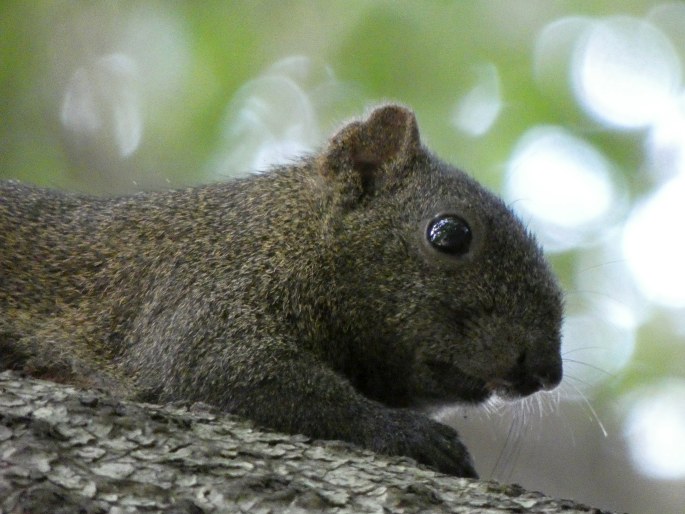 Callosciurus erythraeus, veverka Pallasova