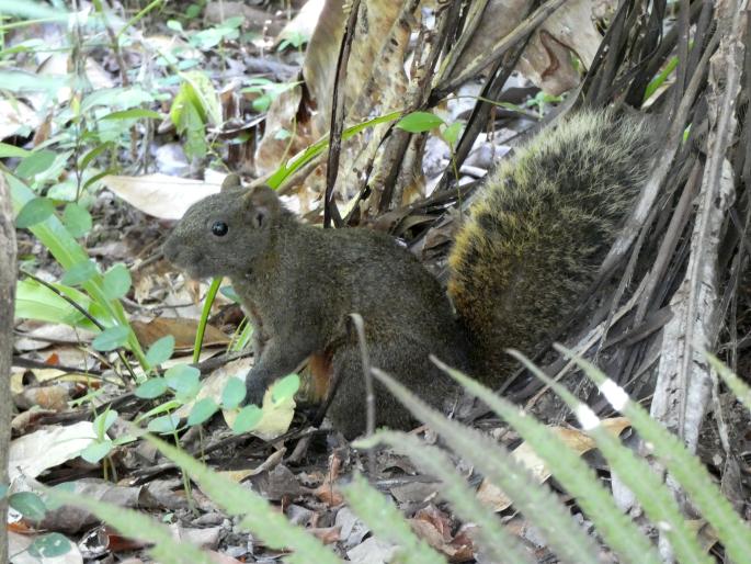 Callosciurus erythraeus, veverka Pallasova