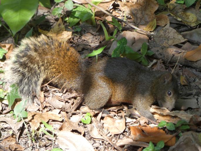 Callosciurus erythraeus, veverka Pallasova