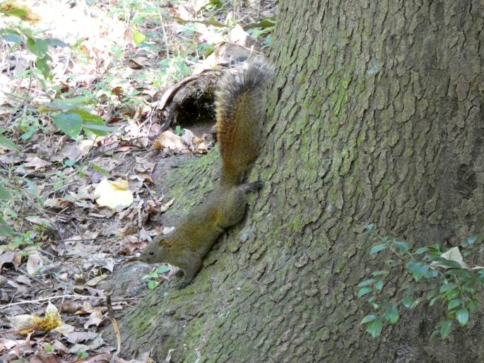 Callosciurus erythraeus, veverka Pallasova