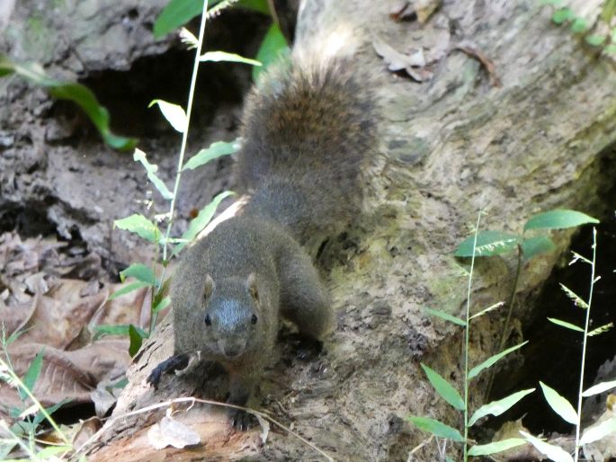 Callosciurus erythraeus, veverka Pallasova