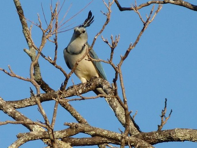 Calocitta formosa (Swainson, 1827); sojka středoamerická