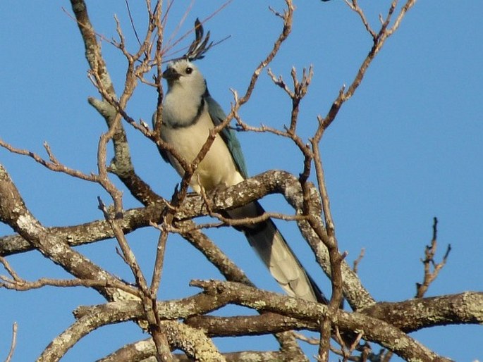 Calocitta formosa, sojka středoamerická