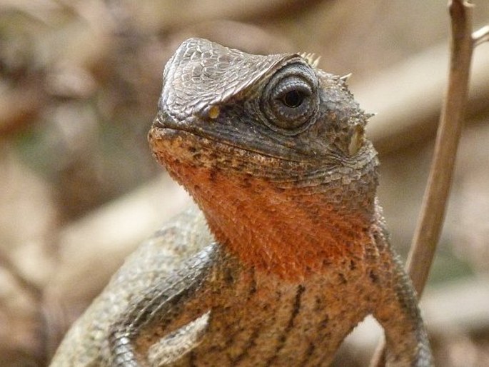 Calotes versicolor, lepoještěr pestrý