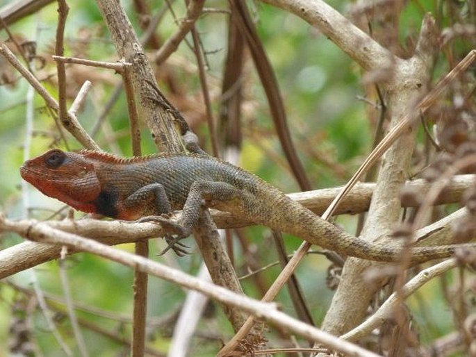 Calotes versicolor, lepoještěr pestrý