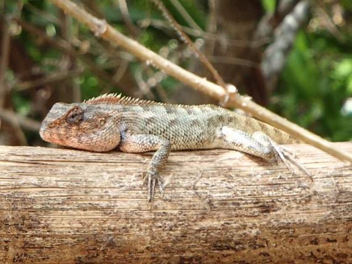 Calotes versicolor, lepoještěr pestrý