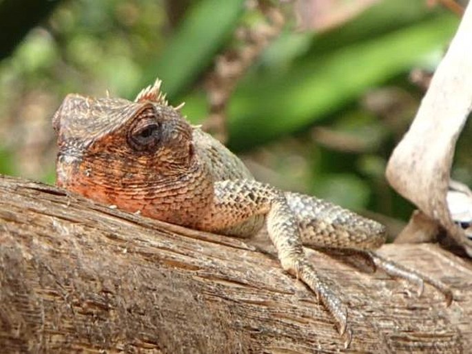 Calotes versicolor, lepoještěr pestrý