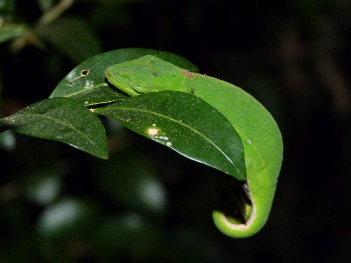 Calumma gastrotaenia
