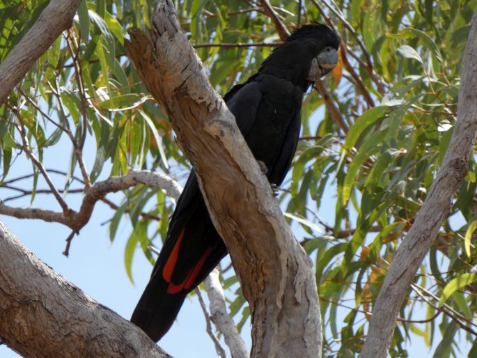 Calyptorhynchus banksii, kakadu havraní