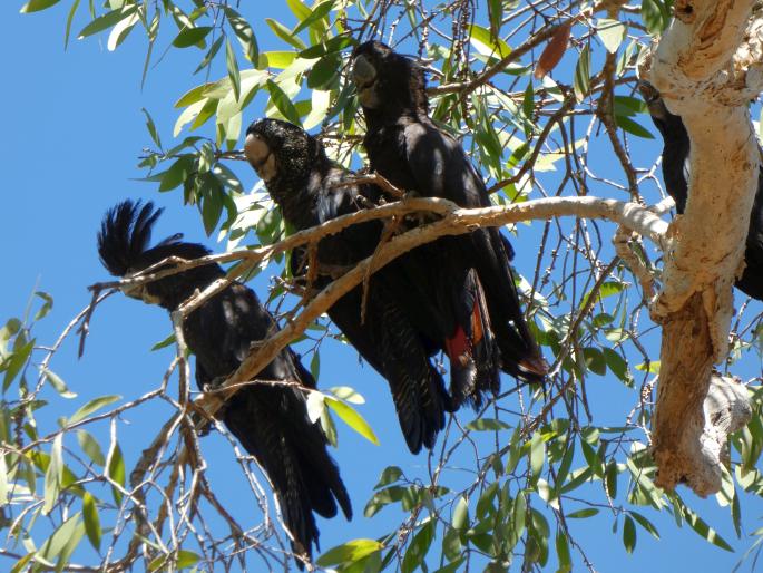 Calyptorhynchus banksii, kakadu havraní