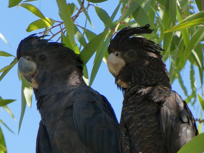 Calyptorhynchus banksii, kakadu havraní