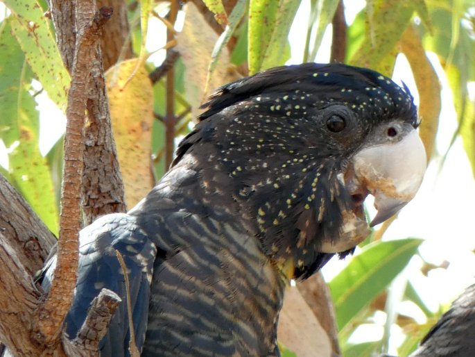 Calyptorhynchus banksii, kakadu havraní