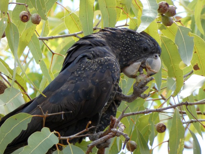 Calyptorhynchus banksii, kakadu havraní