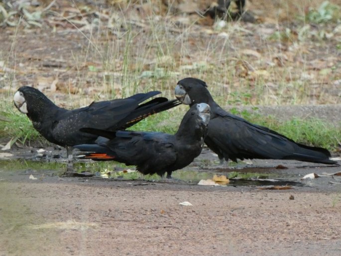 Calyptorhynchus banksii, kakadu havraní