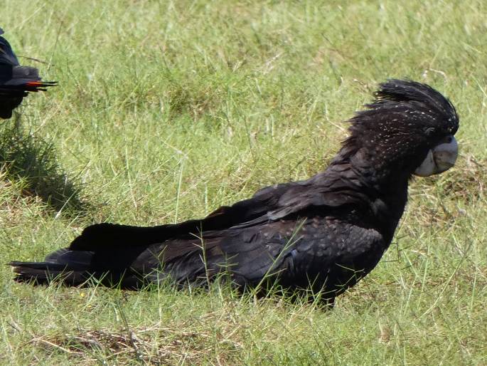 Calyptorhynchus banksii, kakadu havraní