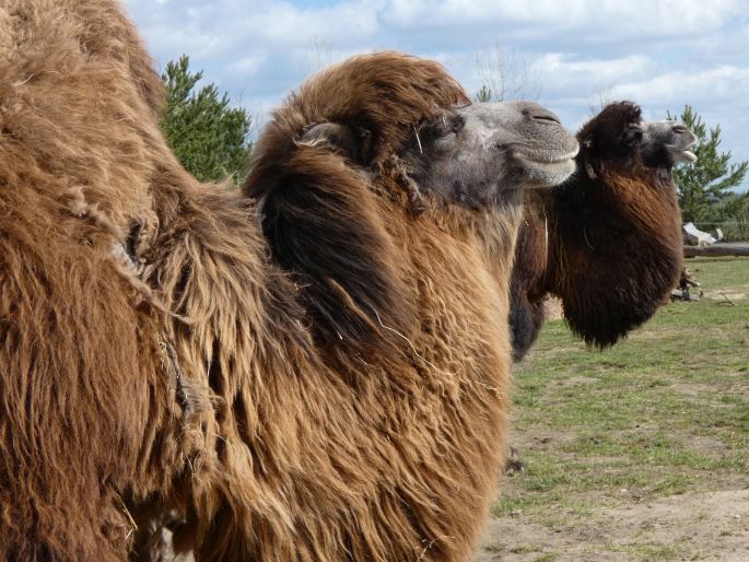 Camelus bactrianus, velbloud dvouhrbý