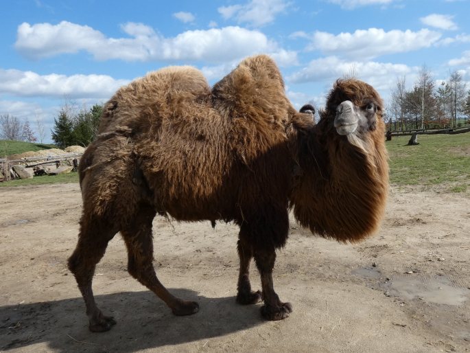 Camelus bactrianus, velbloud dvouhrbý