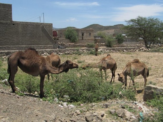 Camelus dromedarius, velbloud jednohrbý