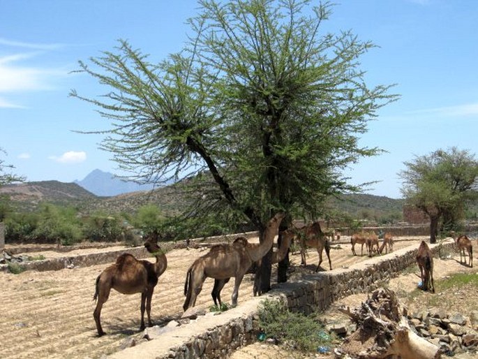 Camelus dromedarius, velbloud jednohrbý