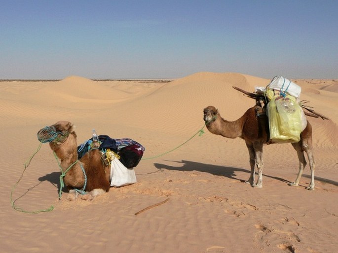 Camelus dromedarius, velbloud jednohrbý