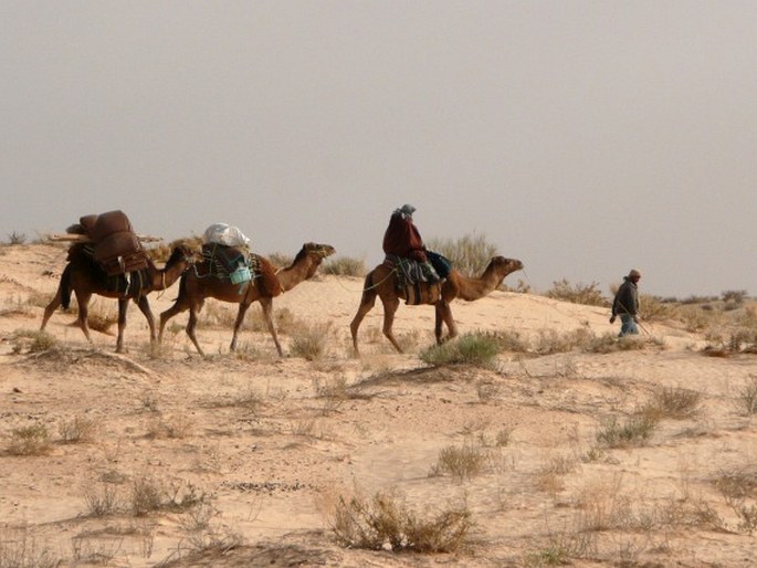 Camelus dromedarius, velbloud jednohrbý