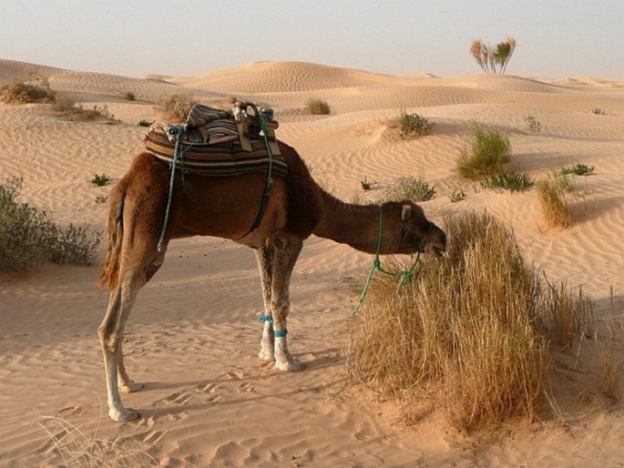 Camelus dromedarius, velbloud jednohrbý