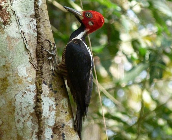 Campephilus melanoleucos, datel královský