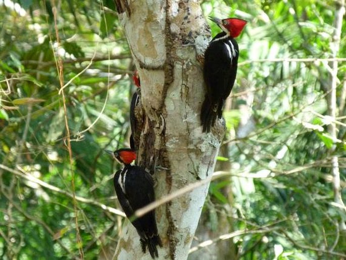 Campephilus melanoleucos, datel královský