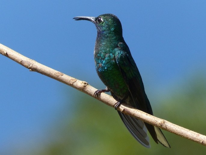 Campylopterus ensipennis, kolibřík běloocasý