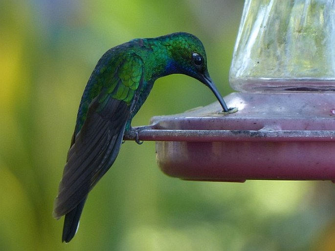 Campylopterus ensipennis, kolibřík běloocasý