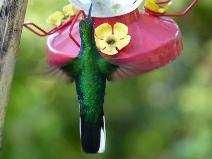 Campylopterus ensipennis, kolibřík běloocasý