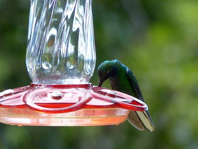 Campylopterus ensipennis, kolibřík běloocasý