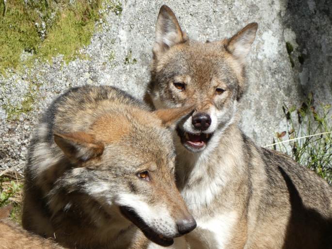 Canis lupus, vlk obecný