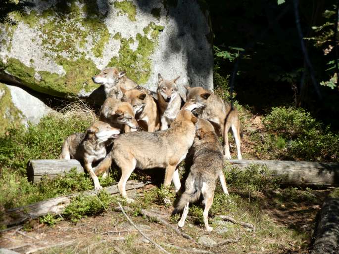 Canis lupus, vlk obecný