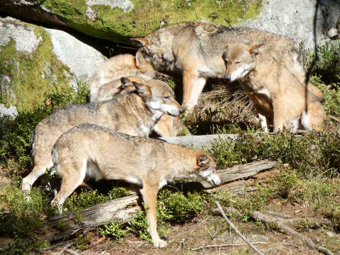 Canis lupus, vlk obecný